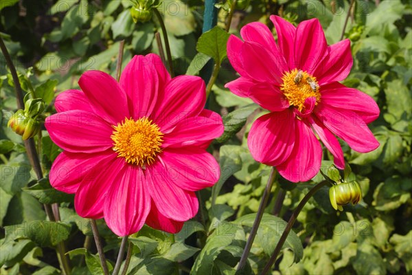 Flowering dahlia