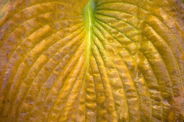 Detail of the autumn leaf of a hosta