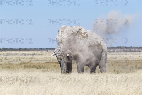 African elephant