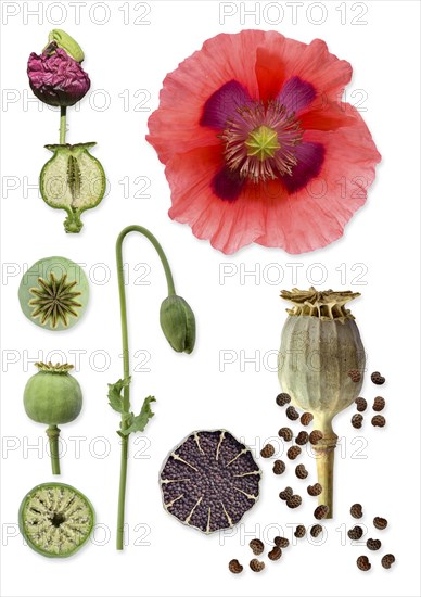 Opium poppy