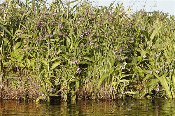 Comfrey