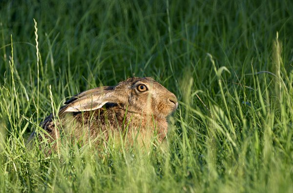 European brown hare