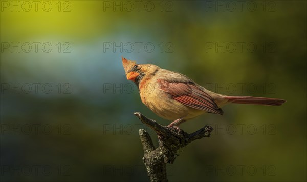 Small bird posing on a twig with blur background