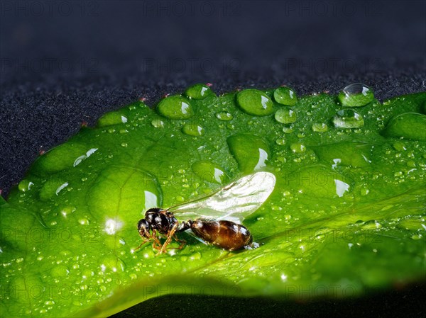 Ant male brown black carpenter ant