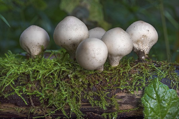 Pear-shaped puffball