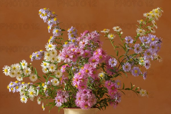 Autumn asters