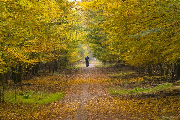 Mountain biker in autumn forest