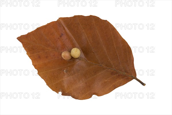 Beech gall midge