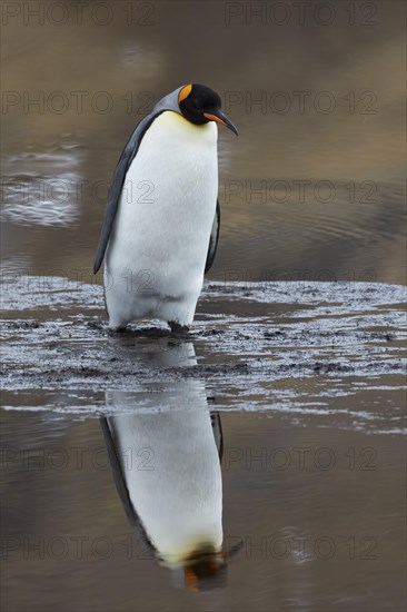 King penguin