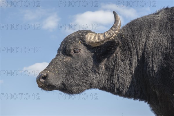 Close-up portrait of herd of Water buffalo