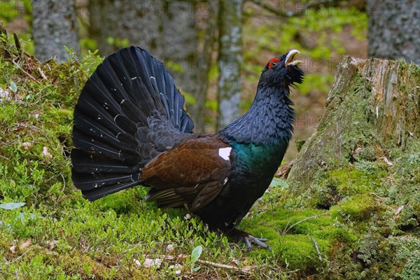 Western capercaillie