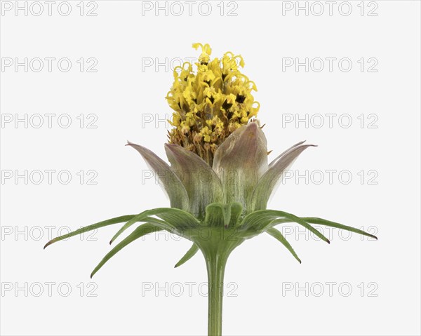 Mexican aster