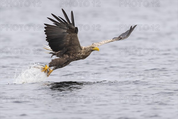 White-tailed eagle