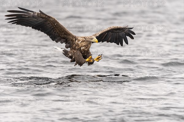 White-tailed eagle