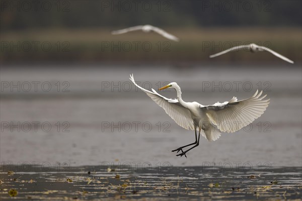 Great egret