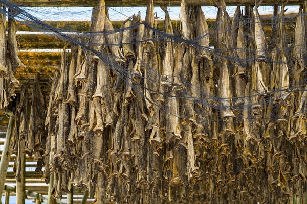 Cod stockfish drying on rack