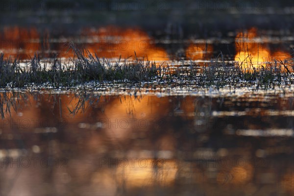 Reflection of the sunrise on a flooded meadow in the floodplain forest in winter