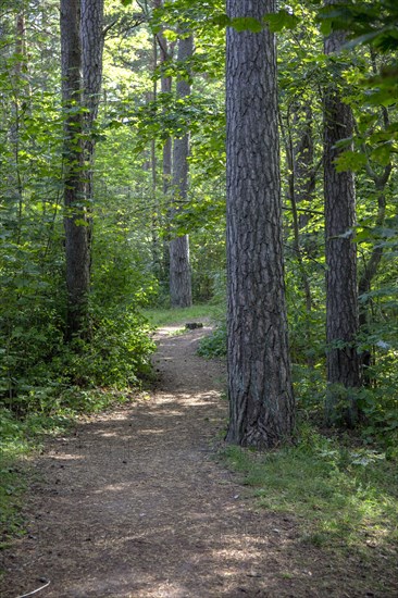 Hiking trails in the forest along the Pirita River