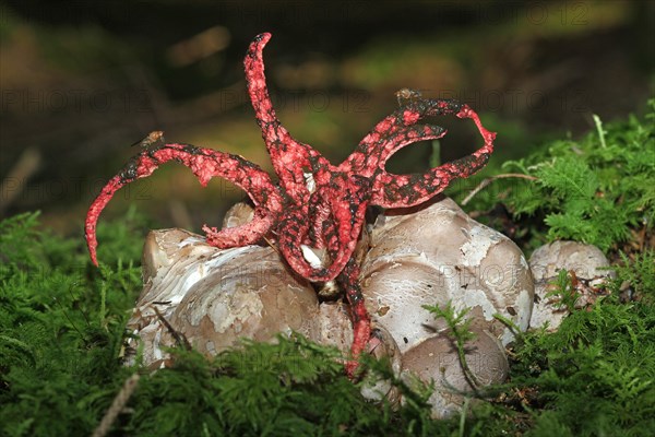 Octopus stinkhorn