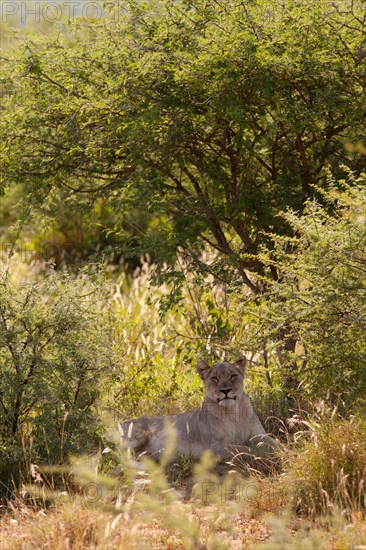 Young lioness roaming the lion