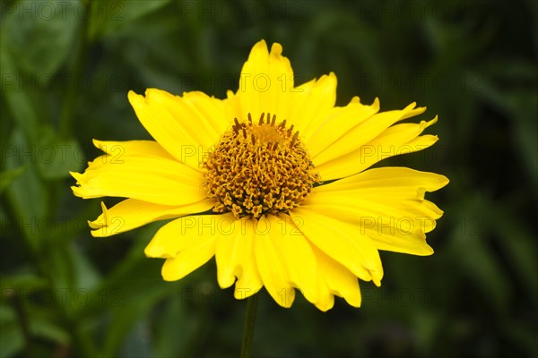 Common sneezeweed