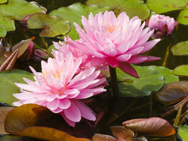 Hardy water lily