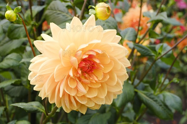 Flowering dahlia