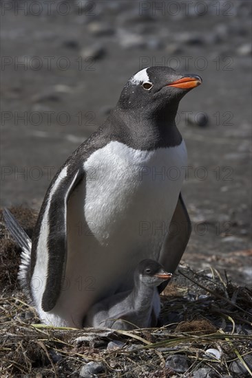 Gentoo penguins