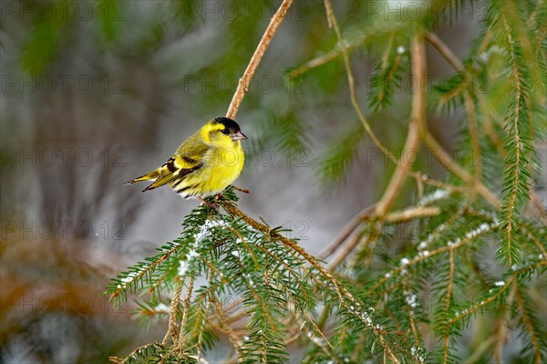 Pine eurasian siskin