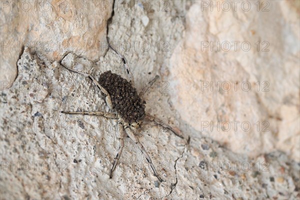 Tarantula caring for its brood