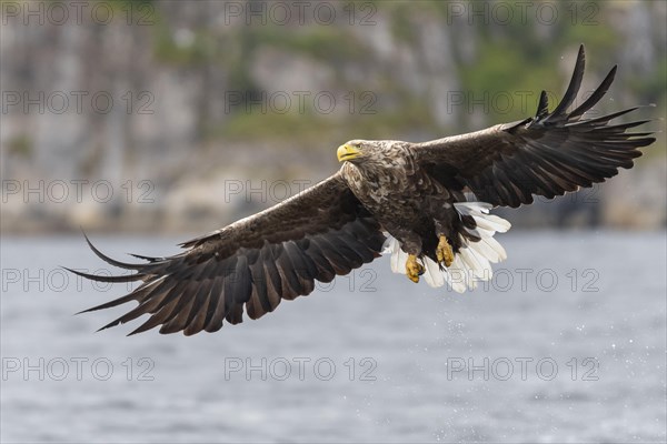 White-tailed eagle