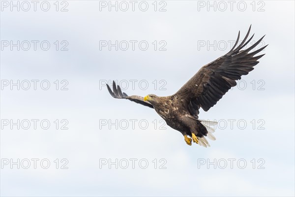 White-tailed eagle