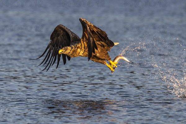 White-tailed eagle