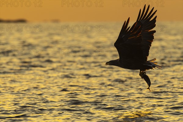 White-tailed eagle