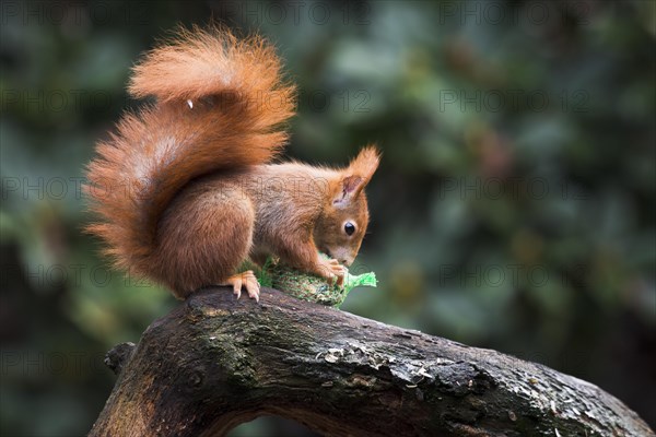 Eurasian red squirrel