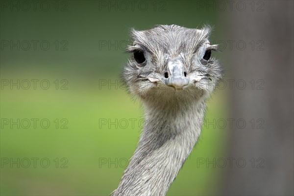 Greater rhea