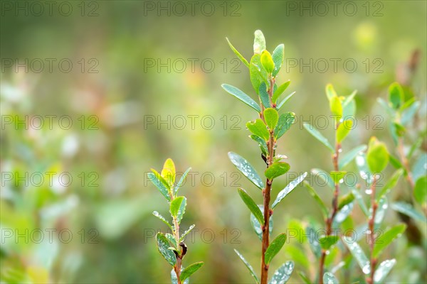 Bog bilberry