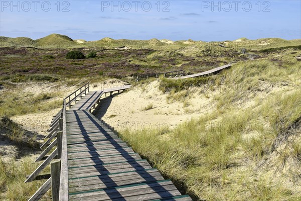 Boardwalks with trefoils in the dune area near Norddorf