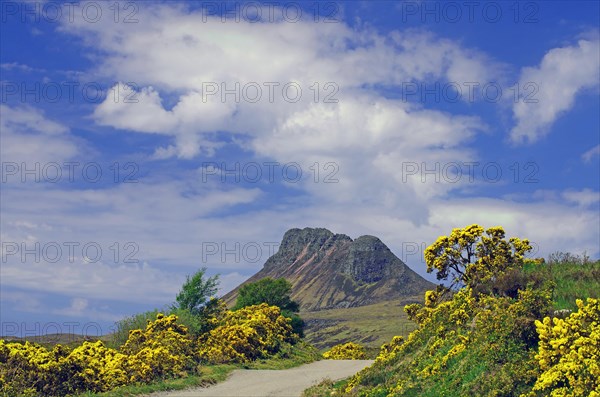 Dense gorse hedges blooming beside a narrow road