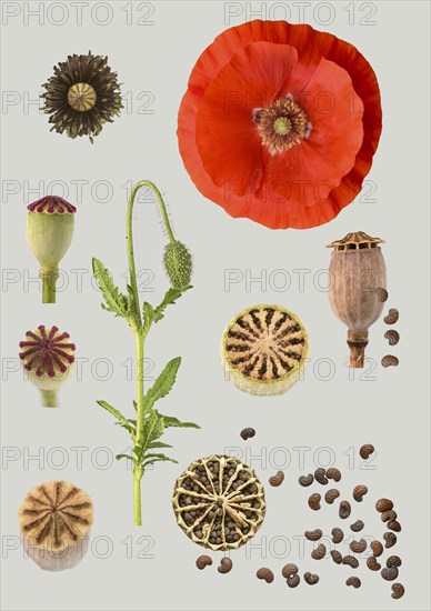 Poppy flowers