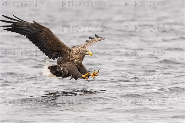 White-tailed eagle