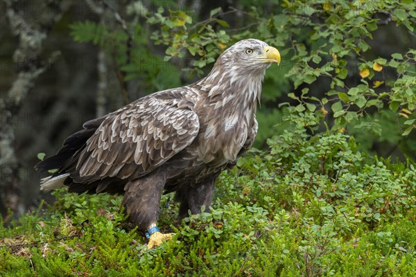 White-tailed eagle