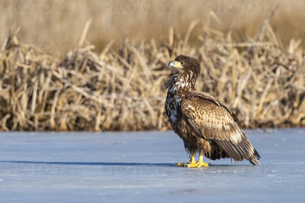 Young white-tailed eagle