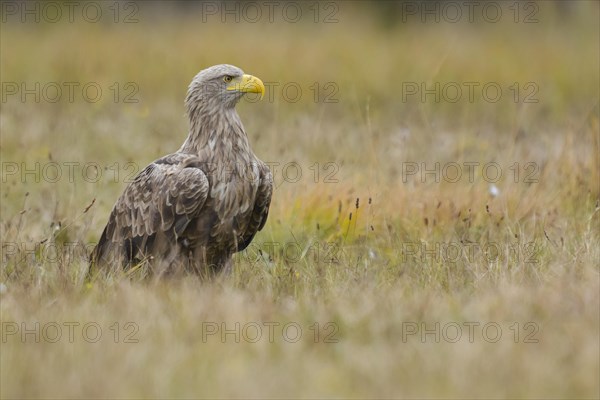 White-tailed eagle