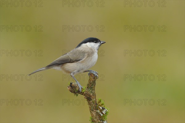 Willow tit