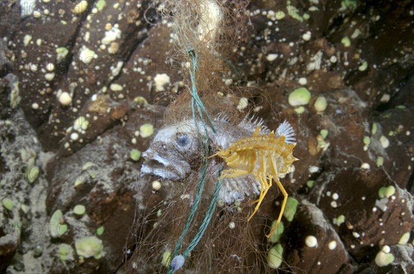 Dead Bighead sculpin hanging from lost fishing line on a Baikal lake