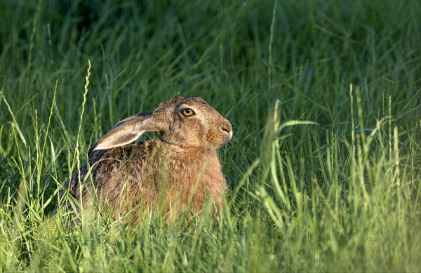 European brown hare