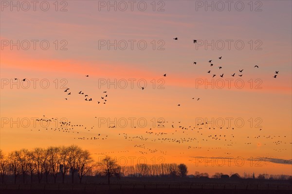 A flock of wild geese flies in the dawn over Bislicher Insel