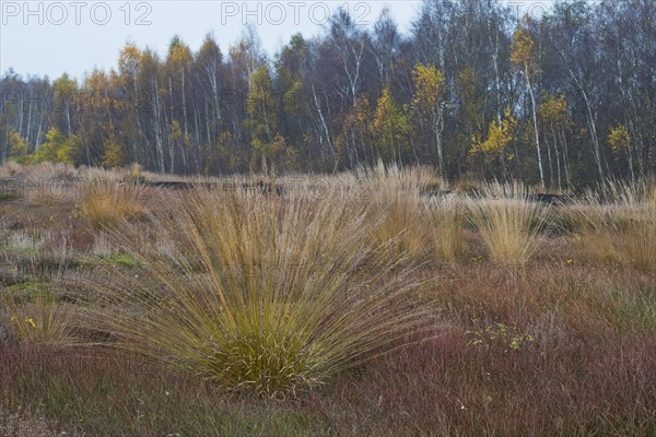 Purple moor grass