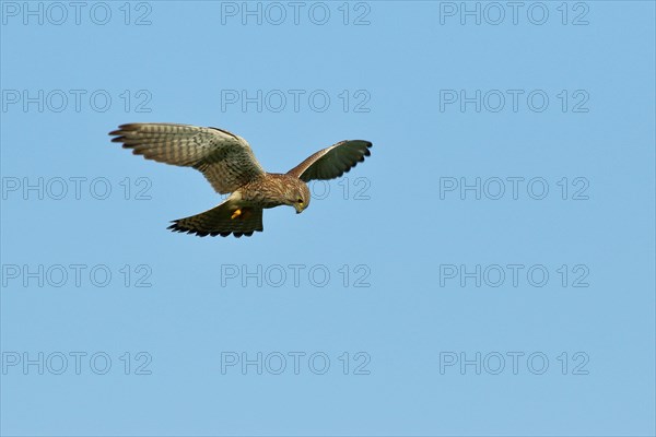 Common kestrel